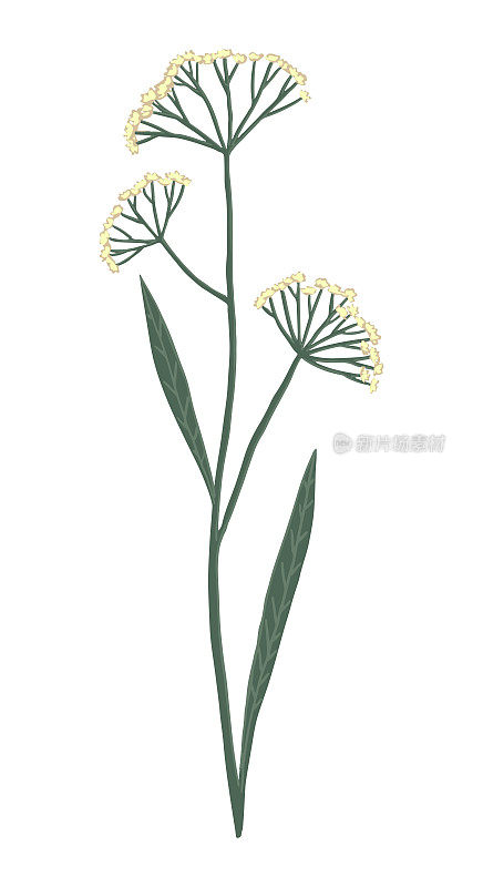Aegopodium podagraria,野花。彩色田间植物图。手绘矢量插图。在白色上孤立的植物剪枝。单元素设计，明信片，印刷，装饰，贴纸。
